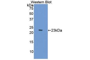 Western Blotting (WB) image for anti-Gastrokine 2 (GKN2) (AA 21-184) antibody (ABIN1176691)