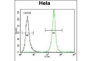Flow cytometric analysis of Hela cells (right histogram) compared to a negative control cell (left histogram). (SRGN anticorps  (C-Term))