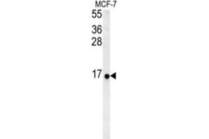Western Blotting (WB) image for anti-Ribosomal Protein S26 (RPS26) antibody (ABIN3002285) (RPS26 anticorps)