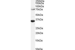 ABIN2564288 (2µg/ml) staining of Hela lysate (RIPA buffer, 1. (ORC3 anticorps  (C-Term))