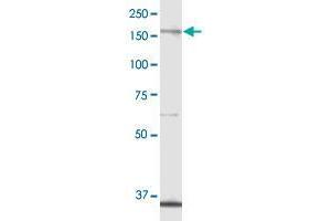 ALPK1 MaxPab polyclonal antibody.