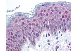 Anti-HMGN1 antibody IHC of human skin.