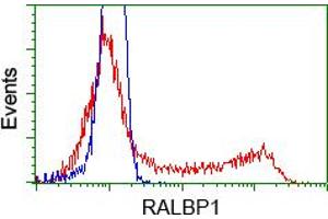 HEK293T cells transfected with either pCMV6-ENTRY RALBP1 (RC201524) (Red) or empty vector control plasmid (Blue) were immunostained with anti-RALBP1 mouse monoclonal (ABIN2453579), and then analyzed by flow cytometry. (RALBP1 anticorps)