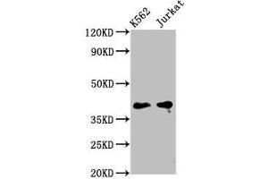 Western Blot Positive WB detected in: K562 whole cell lysate, Jurkat whole cell lysate All lanes: PURG antibody at 5 μg/mL Secondary Goat polyclonal to rabbit IgG at 1/50000 dilution Predicted band size: 40, 37 kDa Observed band size: 40 kDa (PURG anticorps  (AA 242-345))