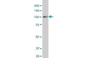 SREBF2 polyclonal antibody (A01), Lot # 051213JC01 Western Blot analysis of SREBF2 expression in IMR-32 .