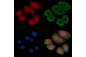 Phospho-ID2 (Thr27) Antibody staining Hela cells(45 min of heat-shock treatment) by IF/ICC. (Id2 anticorps  (pThr27))