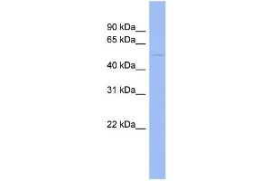 WB Suggested Anti-EFEMP1  Antibody Titration: 0. (FBLN3 anticorps  (Middle Region))