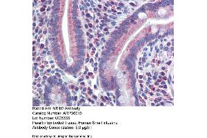 Immunohistochemistry with Human Small Intestine tissue at an antibody concentration of 5. (NR1I2 anticorps  (N-Term))