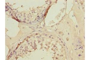 Immunohistochemistry of paraffin-embedded human testis tissue using ABIN7157736 at dilution of 1:100 (KLF9 anticorps  (AA 1-150))