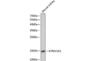 Western blot analysis of extracts of mouse kidney, using V1G3 antibody (ABIN7265759) at 1:1000 dilution. (ATP6V1G3i anticorps  (AA 1-118))