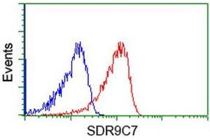 HEK293T cells transfected with either RC210941 overexpress plasmid (Red) or empty vector control plasmid (Blue) were immunostained by anti-SDR9C7 antibody (ABIN2453634), and then analyzed by flow cytometry.