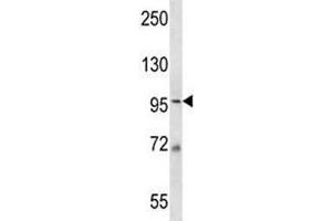 MCM6 antibody western blot analysis in 293 lysate. (MCM6 anticorps  (AA 80-109))