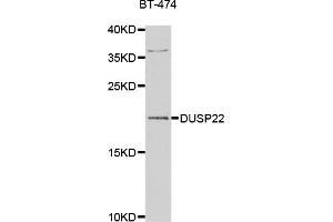 Western blot analysis of extracts of BT-474 cells, using DUSP22 antibody. (DUSP22 anticorps)