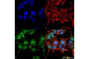 Immunocytochemistry/Immunofluorescence analysis using Mouse Anti-GABA-A Receptor Alpha2 Monoclonal Antibody, Clone S399-19 . (GABRA1 anticorps  (AA 350-385))