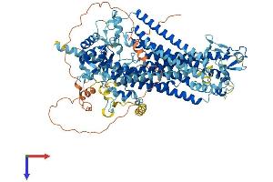 AlphaFold protein structure predicition of Mouse Recombinant Ano3 Protein, UniprotID A2AHL1