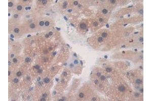 Detection of FBN1 in Mouse Liver Tissue using Polyclonal Antibody to Fibrillin 1 (FBN1)