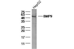 Lane 1: Human HepG2 lysates probed with BMP9 Polyclonal Antibody, Unconjugated  at 1:300 overnight at 4˚C. (GDF2 anticorps  (AA 351-429))