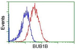 Image no. 3 for anti-Budding Uninhibited By Benzimidazoles 1 Homolog beta (Yeast) (BUB1B) antibody (ABIN1496997)