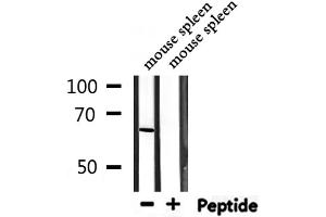 Western blot analysis of extracts from mouse spleen, using PTBP1 Antibody. (PTBP1 anticorps  (N-Term))