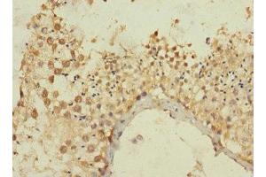 Immunohistochemistry of paraffin-embedded human testis tissue using ABIN7165018 at dilution of 1:100 (MLLT1 anticorps  (AA 1-126))