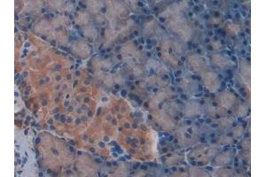 IHC-P analysis of Rat Pancreas Tissue, with DAB staining. (beta-Thromboglobulin anticorps  (AA 46-107))