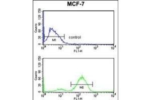 JUP Antibody (C-term) (ABIN652942 and ABIN2842601) flow cytometry analysis of MCF-7 cells (bottom histogram) compared to a negative control cell (top histogram). (JUP anticorps  (C-Term))