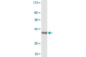 Western Blot detection against Immunogen (37. (Osteopontin anticorps  (AA 21-129))