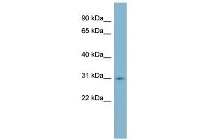 WB Suggested Anti-SCO1 Antibody Titration: 0. (SCO1 anticorps  (Middle Region))