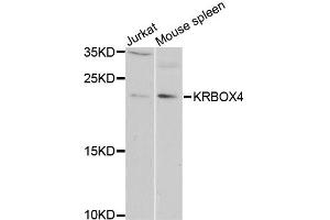 Western blot analysis of extracts of various cell lines, using KRBOX4 antibody (ABIN5975027) at 1/1000 dilution. (KRAB Box Domain Containing 4 (KRBOX4) anticorps)