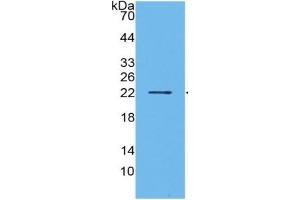 Interleukin 1 alpha (IL1A) ELISA Kit