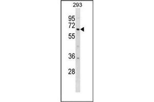 Western blot analysis of DYRK1B Antibody (Center) in 293 cell line lysates (35ug/lane).