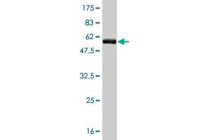 Western Blot detection against Immunogen (54.