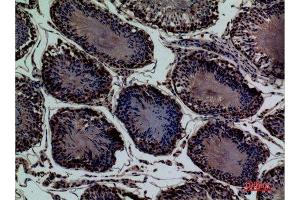 Immunohistochemistry (IHC) analysis of paraffin-embedded Rat Testis, antibody was diluted at 1:100.