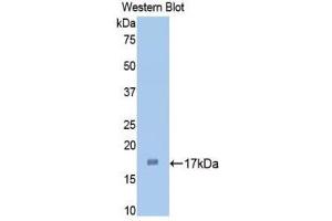 Western Blotting (WB) image for anti-Interleukin 1 alpha (IL1A) (AA 132-267) antibody (ABIN1859376) (IL1A anticorps  (AA 132-267))