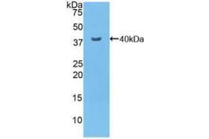 Western blot analysis of recombinant Mouse NFkB. (NFkB anticorps  (AA 40-365))