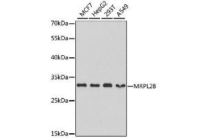Western blot analysis of extracts of various cell lines, using MRPL28 antibody. (MRPL28 anticorps  (AA 1-256))