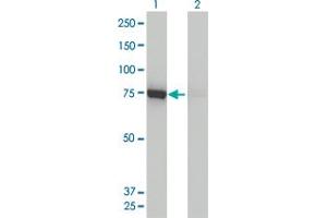Western Blotting (WB) image for anti-Dynamin 1-Like (DNM1L) (AA 1-711) antibody (ABIN599113) (Dynamin 1-Like anticorps  (AA 1-711))