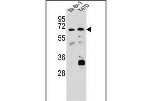 CES8 Antibody (C-term) (ABIN656888 and ABIN2846087) western blot analysis in Sk-Br-3,T47D cell line lysates (35 μg/lane). (CES4A anticorps  (C-Term))