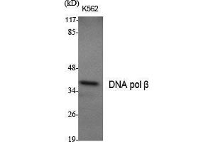 Western Blot (WB) analysis of specific cells using DNA pol beta Polyclonal Antibody. (POLB anticorps  (C-Term))