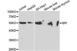 Western blot analysis of extracts of various cell lines, using BPI antibody. (BPI anticorps  (AA 248-487))