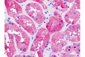 Anti-PNPO antibody IHC staining of human kidney. (PNPO anticorps)