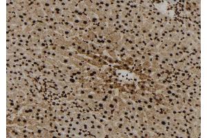 ABIN6272959 at 1/100 staining Mouse liver tissue by IHC-P. (FABP5 anticorps  (Internal Region))