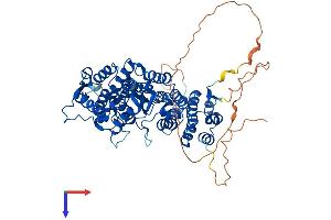 AlphaFold protein structure predicition of Mouse Recombinant Men1 Protein, UniprotID O88559