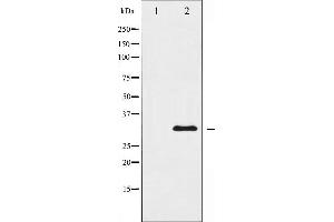 Western blot analysis of hnRNP C1/C2 Antibody expression in 293 cells lysates. (HNRNPC anticorps  (C-Term))