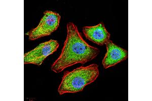 Immunofluorescence analysis of MCF-7 cells using SELL mouse mAb (green). (L-Selectin anticorps  (AA 83-186))