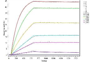 HJV Recombinant Monoclonal Antibody  captured on Protein A Chip can bind Recombinant Human HJV with an affinity constant of 0.