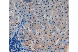 Used in DAB staining on fromalin fixed paraffin- embedded liver tissue (TOR1B anticorps  (AA 98-327))