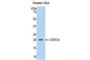 Western Blotting (WB) image for anti-Regenerating Islet-Derived 1 alpha (REG1A) (AA 22-165) antibody (ABIN1860425) (REG1A anticorps  (AA 22-165))