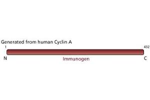 Image no. 2 for anti-Cyclin A2 (CCNA2) antibody (ABIN967424) (Cyclin A anticorps)