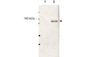 Image no. 1 for anti-Signal Transducer and Activator of Transcription 5A (STAT5A) (Tyr694) antibody (ABIN401413) (STAT5A anticorps  (Tyr694))